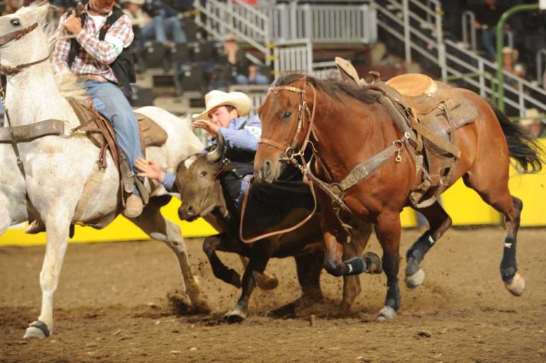 One Getaway Steer Only Slight Setback For Top Kansas College Rodeo